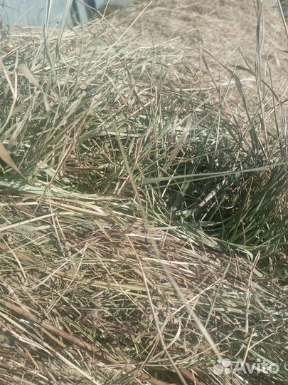 Сено люцерна костëр