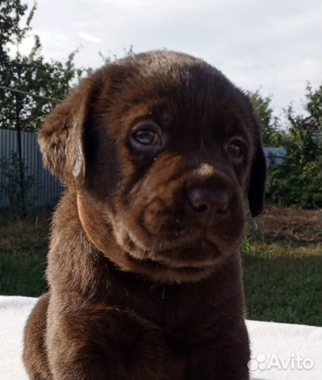 Щенки лабрадора. Все окрасы