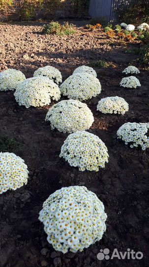 Хризантема шаровидная.мультифлора