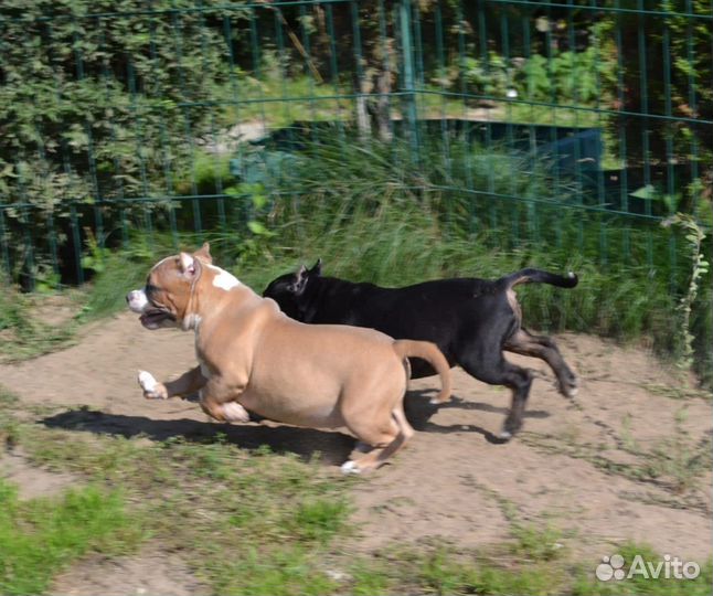 Американский булли