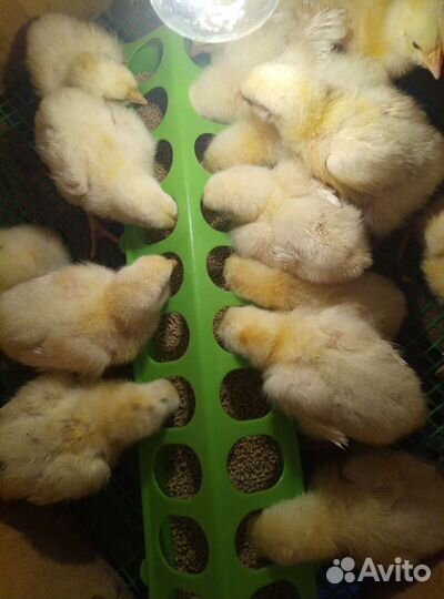 Бройлерные цыплята Кобб500, Арбор