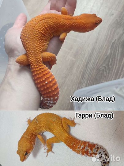 Геккон эублефар