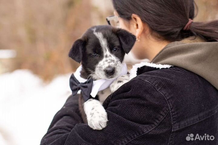 Щенок мальчик в дар