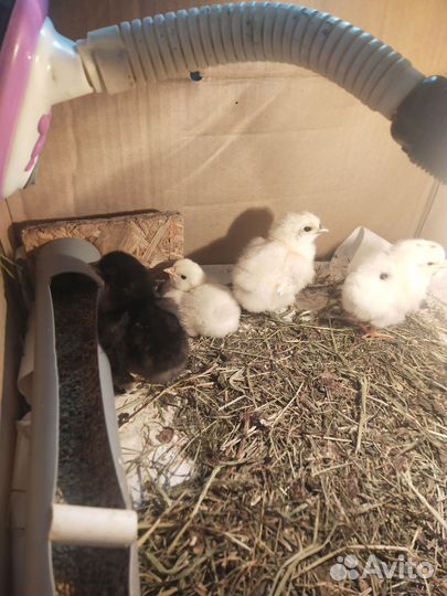 Цыплята несушки