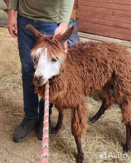Альпака и лама, в наличии без предоплаты
