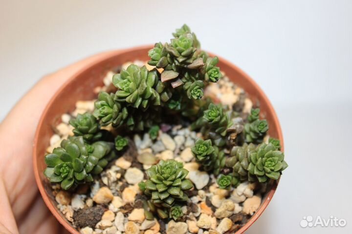 Суккуленты 2