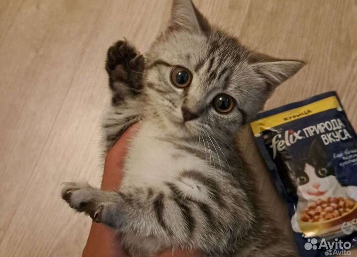 Котëнок 2 месяца