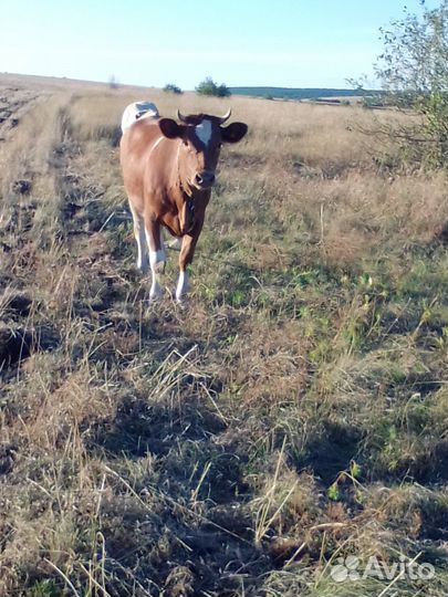 Телка 1год и7 мес