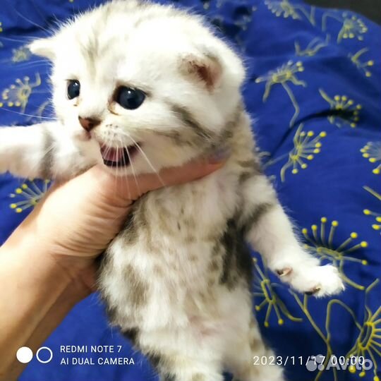 Шотландский кот вязка
