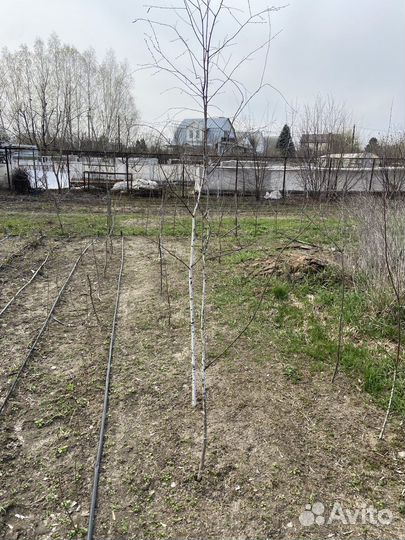Саженцы березы