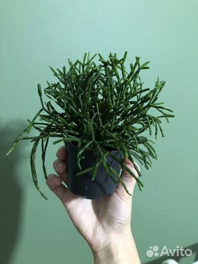 Хатиора солеросовидная / домашние растения цветы