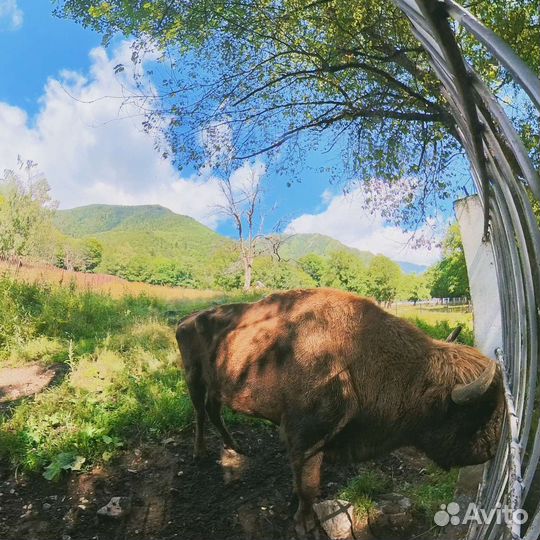 Галопом по Домбаю