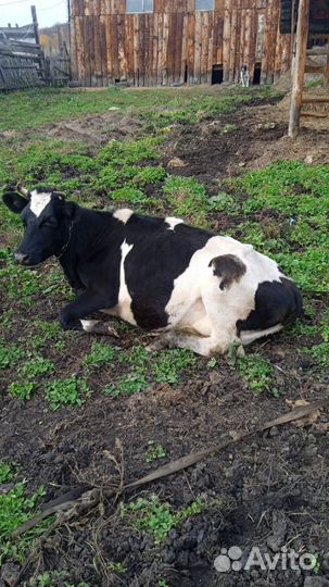 Корова высокоудойная
