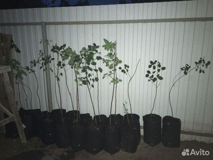Ирга вид ольхолистная, сорт 