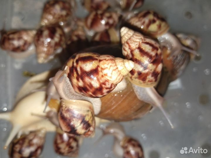 Улитята Фулика стандарт