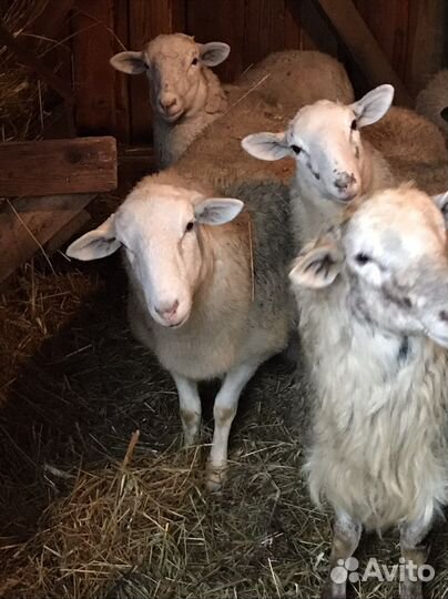 Катумские овцы,ярки, овцематки