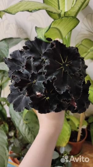 Бегония Черная мамба
