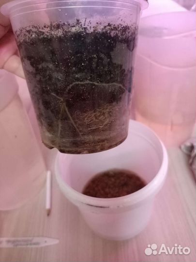 Филодендрон