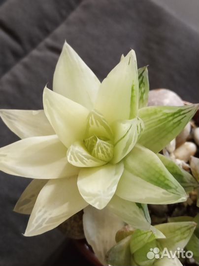 Суккуленты. Хавортия Цимбиформис вариегата