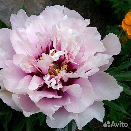 Пионы сортовые гибрид