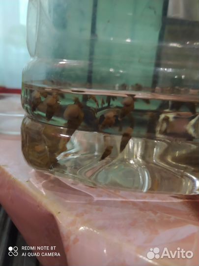 Улитки мелании