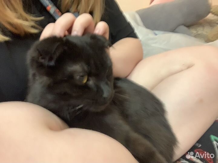 Кошка в дар