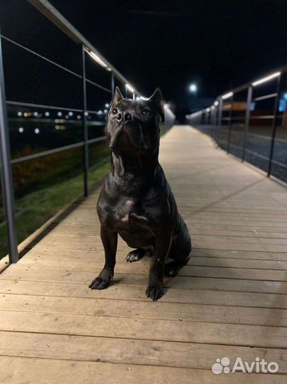 Питбуль для вязки