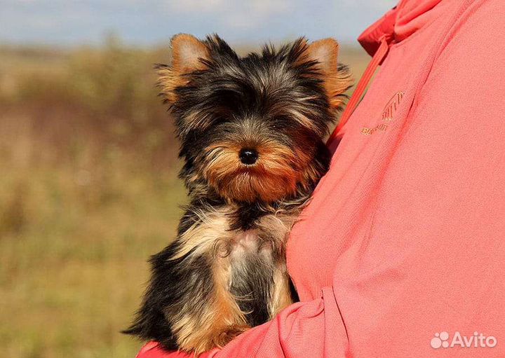 Йоркширский терьер девочка в семью