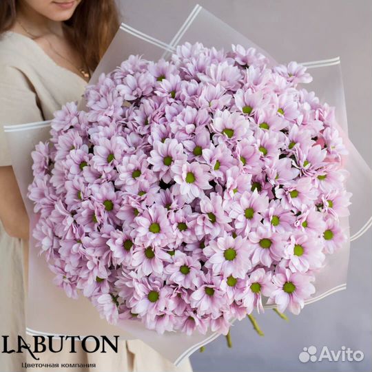 Хризантемы Букет Хризантем Цветы в Красноярске