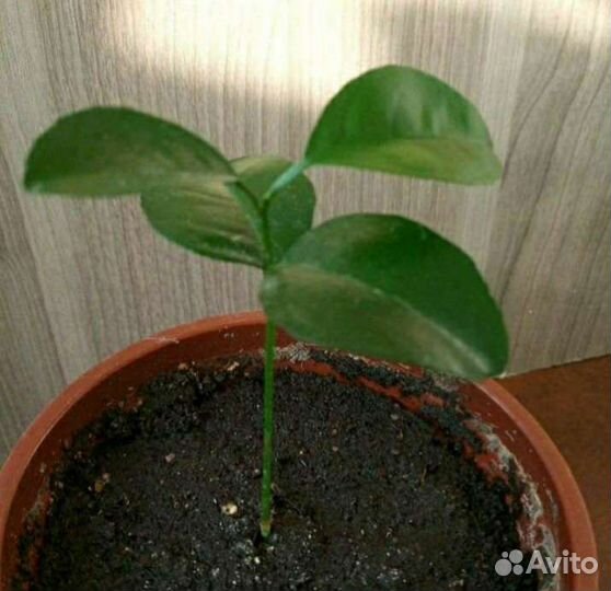 Кофе арабика, мандарин, кумкват,лайм,лимон Мейер