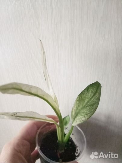 Спатифиллум Город Ангелов