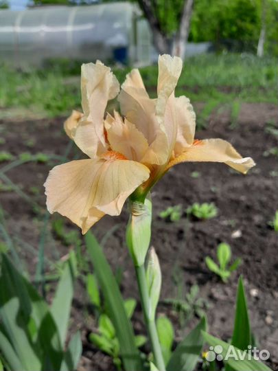 Ирис карликовый персиковый делянка 3 шт