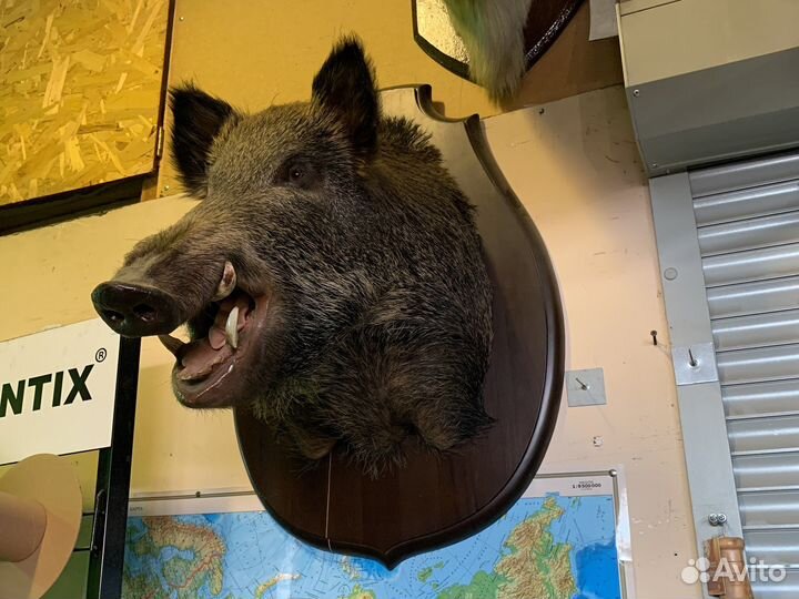 Чучела животных