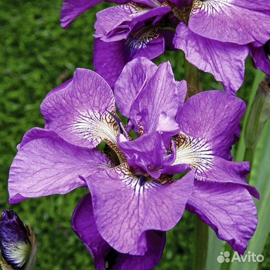 Ирис сибирский