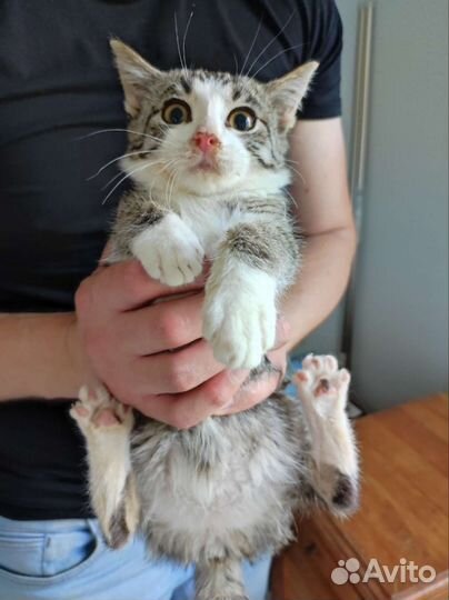 Серенькая звёздочка