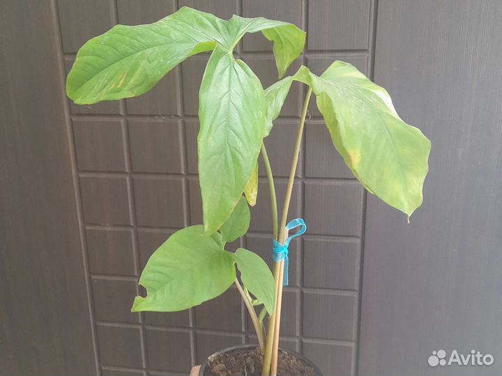 Комнатные цветы