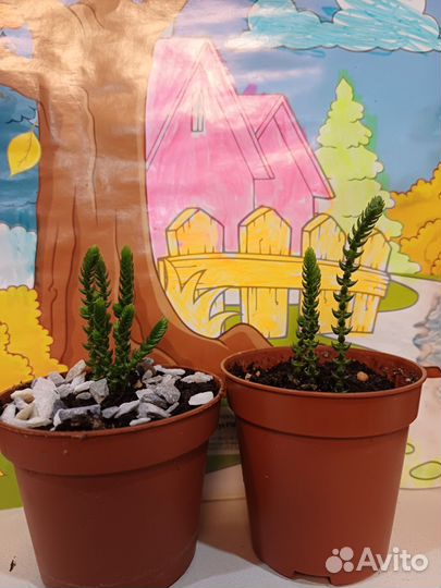 Плауновидная красулла,алоэ