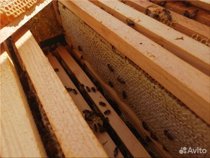 Мёд Липа, Цветочный, Гречишный оптом от 100 кг