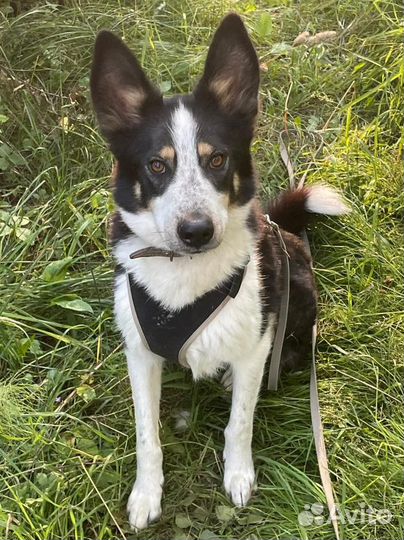 Ищем дом Бучу