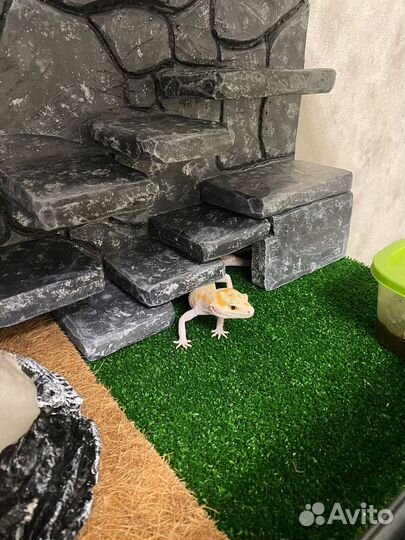 Фон для террариума на заказ