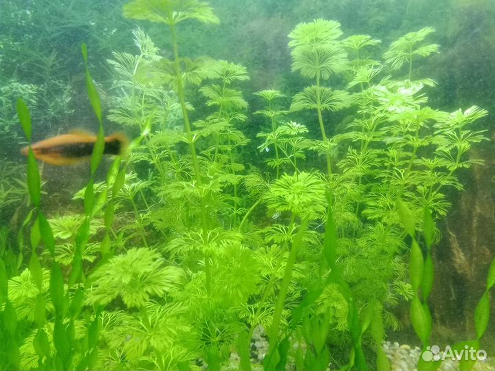 Аквариумные растения прополка