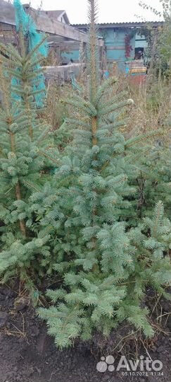 Саженцы ель голубая