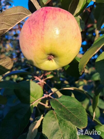 Яблоки Мельба