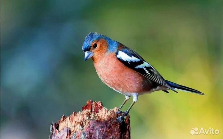 Певчие птицы