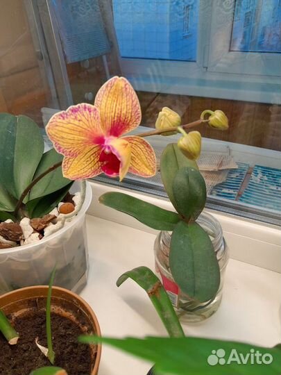 Орхидея фаленопсис