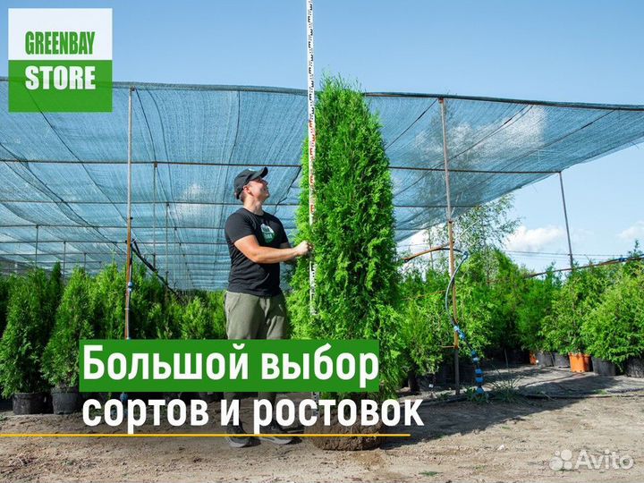 Туи колумна 1,2 м свежая копка 2023