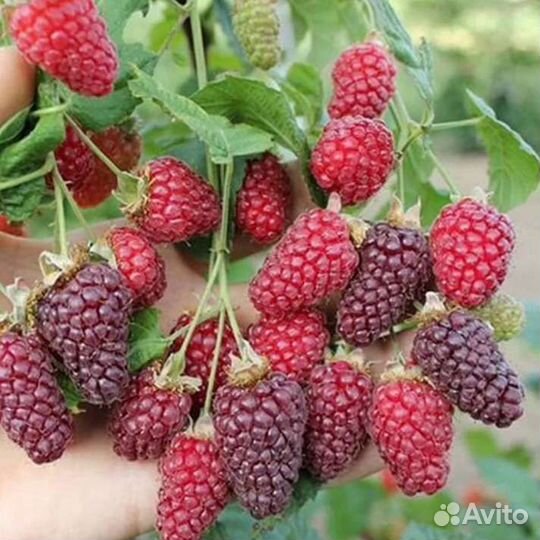 Ежемалина Тайбери,Букингем Тайбери и Медана Тайбер