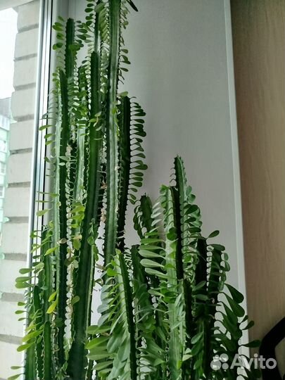 Молочай трехгранный