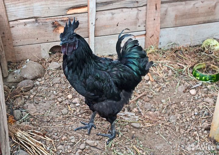 Черный петух