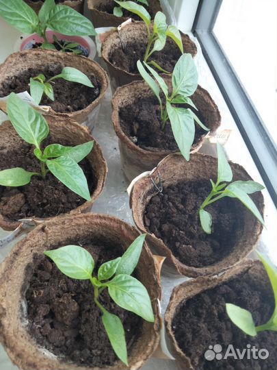 Рассада перцев